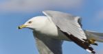 Beautiful Picture With A Gull Flying In The Sky Stock Photo