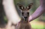 Kangaroo Outside Stock Photo