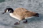 Beautiful Photo Of A Canada Goose Walking On Ice Stock Photo