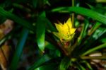 Yellow Aechmea Fasciata Flower Kind Of Local Brazil Plants Stock Photo