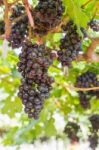 Red Grapes On The Vine Stock Photo