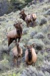 Elk Or Wapiti (cervus Canadensis) Stock Photo