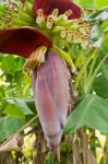 Banana Flower Stock Photo