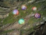 Painted In Snail Shell Stock Photo