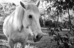 Horse In The Paddock Stock Photo