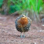 Male Mountain Bamboo Partridge Stock Photo