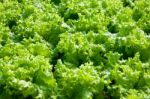 Green Lettuce Stock Photo