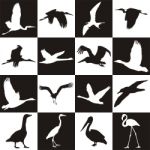 Black And White Background With Aquatic Birds Stock Photo