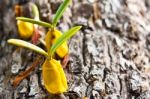 Orchid Growing On Tree Stock Photo