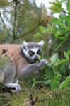 Lemur Smelling A Flower Stock Photo