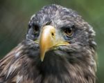 White-tailed Sea Eagle (haliaeetus Albicilla) Stock Photo