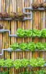 Hydroponic Vertical Gardening Stock Photo