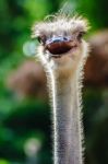 Ostrich Head Stock Photo