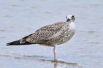 Pretty Common Gull Stock Photo