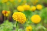 Marigold On Plantation Stock Photo