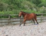 Thoroughbred Yearling Galloping Stock Photo