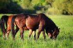 Horses On The Hills Stock Photo