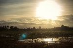 Lotus Pond With The Sunset Stock Photo