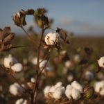 Cotton Field In Oakey, Queensland Stock Photo