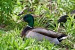 Beautiful Isolated Image Of Two Mallards Standing Stock Photo