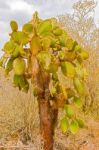 Cactus Trees In Galapagos Islands Stock Photo