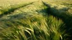 Wind On Barley Stock Photo