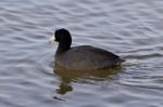 Beautiful Image With Funny Weird American Coot In The Lake Stock Photo