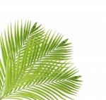 Palm Leaf Isolated On White Background Stock Photo