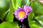 Beautiful Lotus Flower. Saturated Colors And Vibrant Detail Make Stock Photo