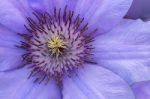 Clematis Stock Photo