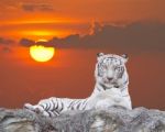 White Tiger Stock Photo