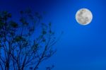 Silhouettes Of Tree Against Blue Sky And Beautiful Full Moon Stock Photo