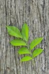 Fresh Leaves On Ole Wood Stock Photo