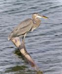 Picture With A Great Blue Heron Standing On A Log Stock Photo