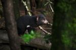 Tasmanian Devil Found During The Day In Tasmania Stock Photo