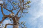 branch of Tree And Sky Stock Photo