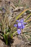 A Dwarf Iris, Barbary Nut, (gynandriris Sisyrinchium) Flowering Stock Photo