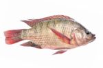 Fish Isolated Stock Photo