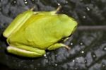 European Tree Frog Stock Photo