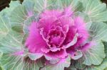 Ornamental Cabbage Stock Photo