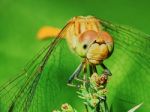 Dragonfly In The Garden Stock Photo