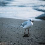 Seagull On The Beach Stock Photo