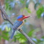 Male Banded Kingfisher Stock Photo