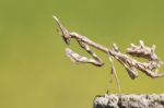 Empusa Pennata Insect Stock Photo