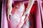 Hands Showing Big Fish In Fish Market Stock Photo