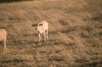 Baby Cows In The Countryside Stock Photo