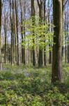 Bluebells In Wepham Wood Stock Photo