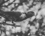 Rainbow Lorikeet Stock Photo