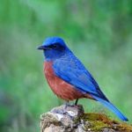 Male Chestnut-bellied Rock-thrush Stock Photo