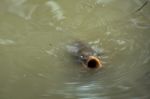 Tench Or Doctor Fish (tinca Tinca) Stock Photo